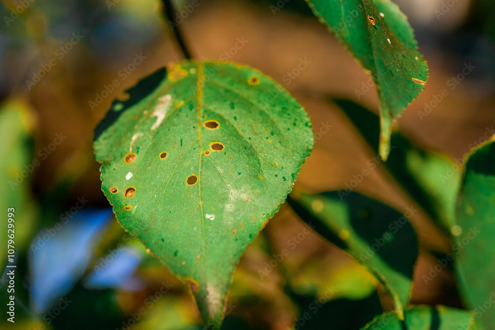 Aphids damaged leaf by pests and diseases. Aphidoidea colony damages trees in the garden by eating leaves. Dangerous pest of cultivated plants eating vegetable juice.