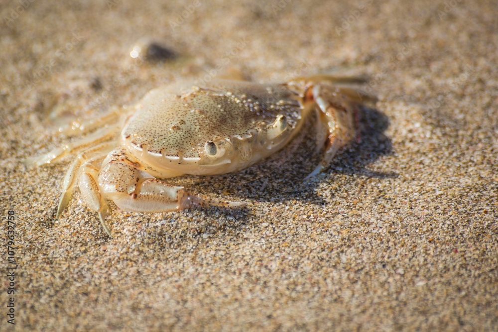 paddle crab digging itself into the sand to hide paddle crab digging itself into the sand to hide