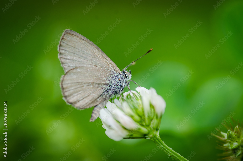 Close up of Common grass blue butterfly Close up of Common grass blue butterfly