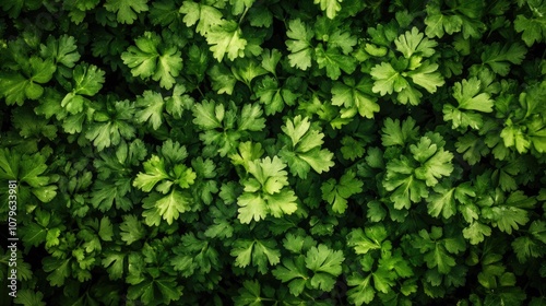 Green parsley plants create a textured backdrop Fresh organic cilantro leaves ideal for spring vegetable soup and salads in a natural garden setting