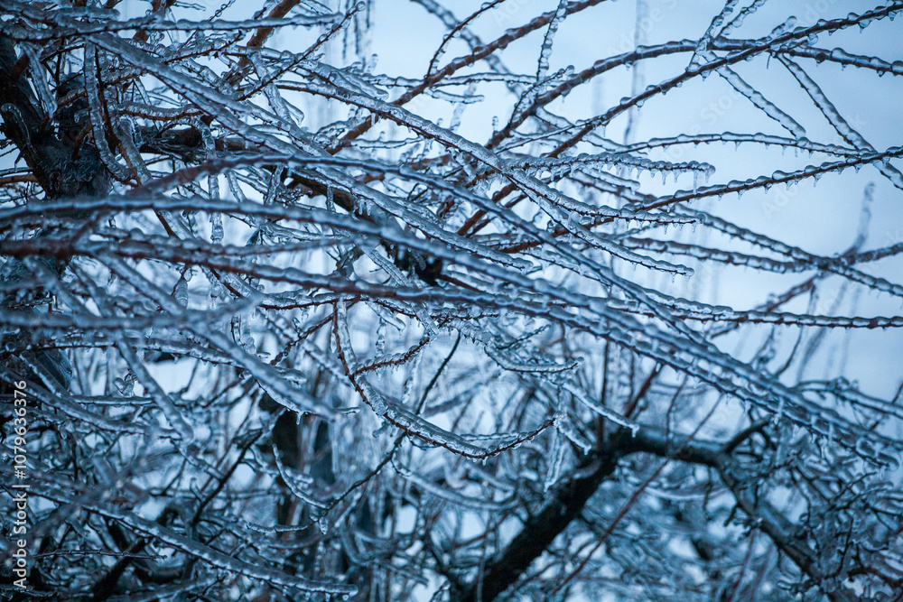 Icing in the world of branch with long green needles covered with a thin layer of ice on a winter day.