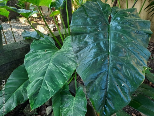 close up of big green leaves