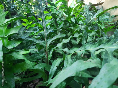 leaves in the garden