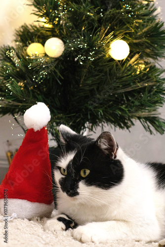 cute black and white cat near xmas tree and christmas hat