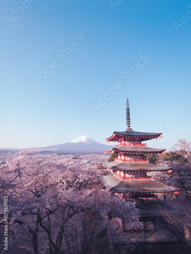Photography Mount Fuji and Chureito Pagoda in spring surrounded by cherry blossoms and with