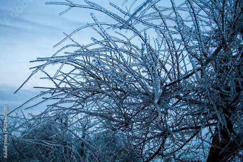 Frosty Spruce Branches.Outdoor frost scene winter background. Beautiful tree Icing in the world of plants and sunrise sky. Frosty , snowy, scenic