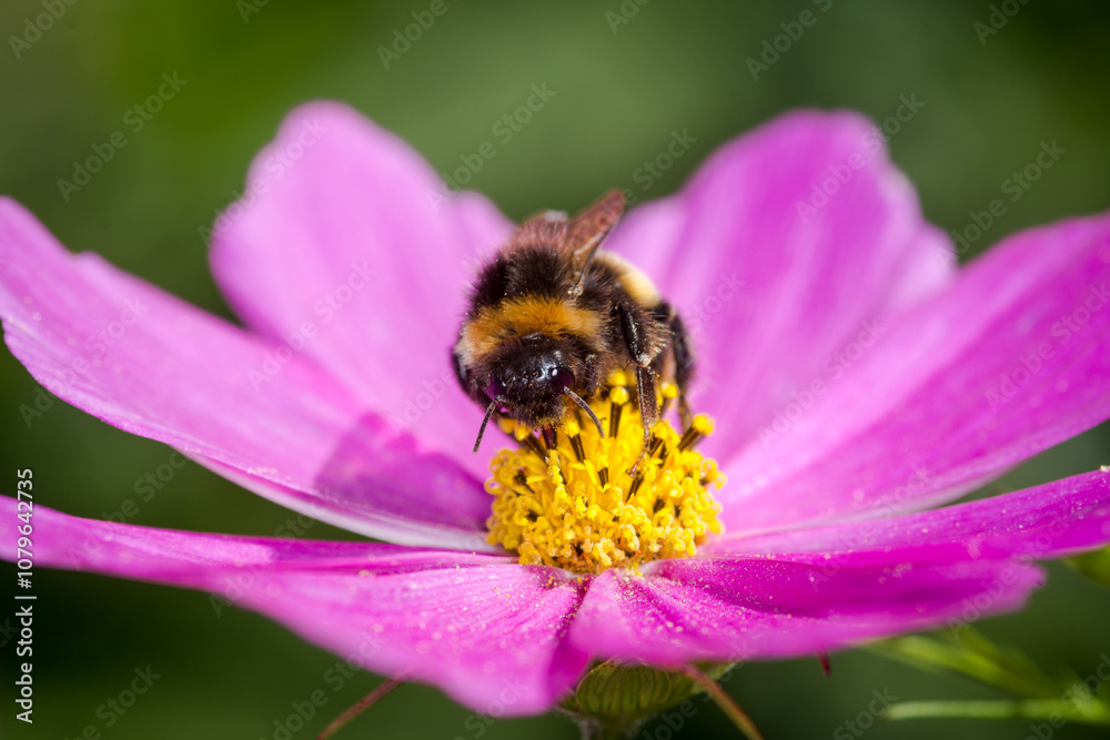 close up of a bumble bee collecting nectar from a flower close up of a bumble bee collecting nectar from a flower