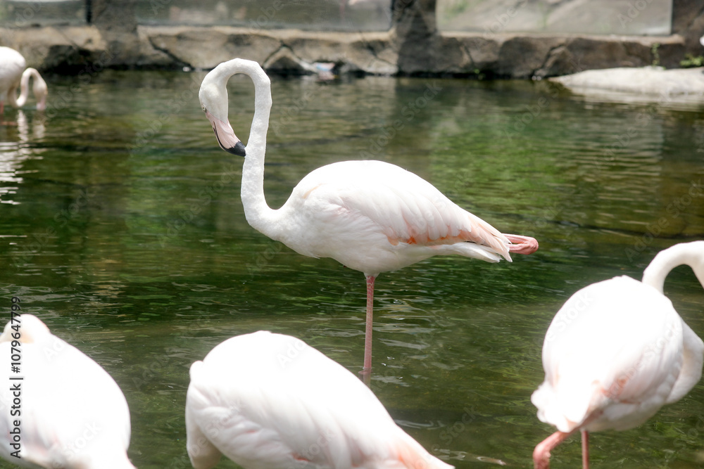 Group of Greater Flamingo (Phoenicopterus roseus) at Zoo
Group of Greater Flamingo (Phoenicopterus roseus) at Zoo
