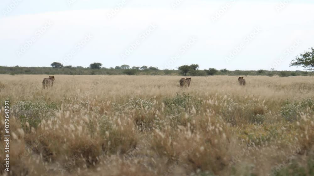 Three cheetahs at the savannah of the Kalahari Desert in Botswana Three cheetahs at the savannah of the Kalahari Desert in Botswana
