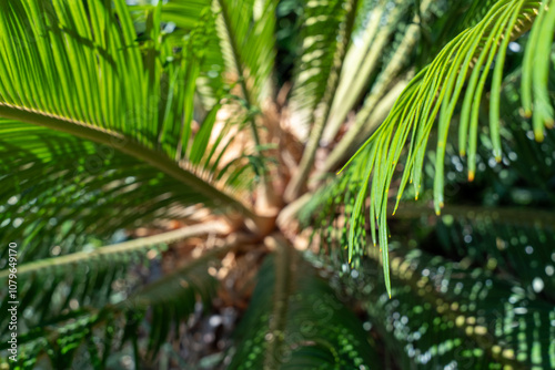 palm tree leaves