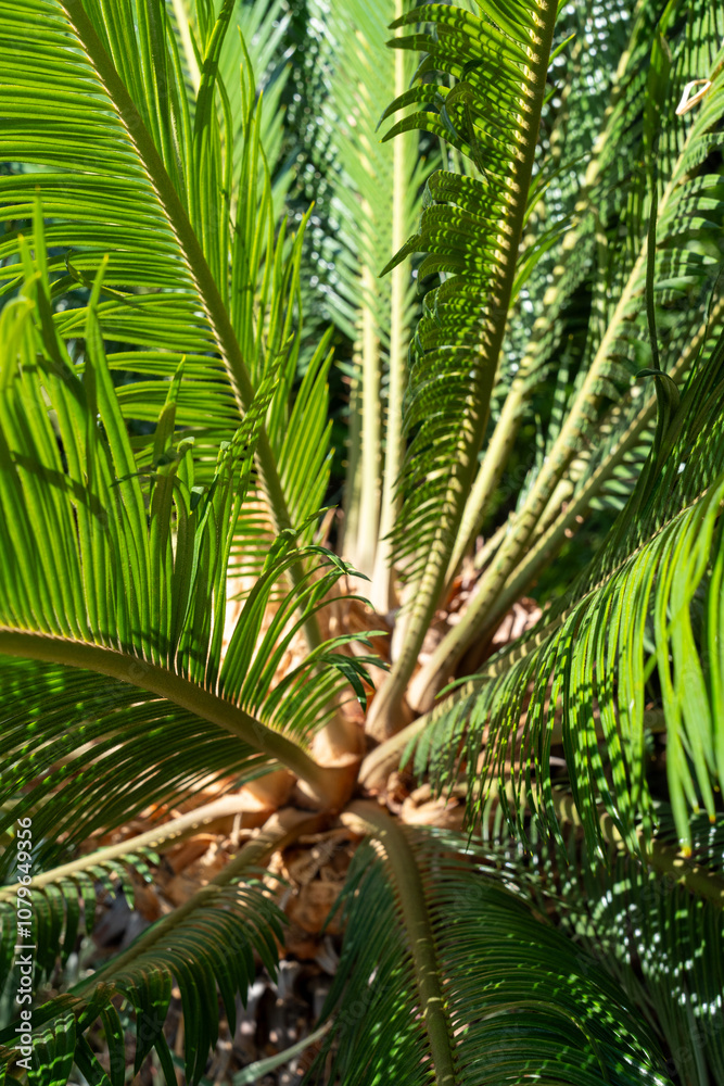Obraz premium palm tree leaves
