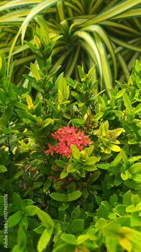 flower, nature, plant, garden, red, flowers, summer, blossom, flora, beauty, pink, orange, beautiful, leaf