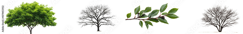 Flourishing Green Tree with Lush Foliage and Vibrant Leaves in a Scenic Natural Landscape Setting Depicting the Beauty of the Environment and Seasonal Growth Flourishing Green Tree with Lush Foliage and Vibrant Leaves in a Scenic Natural Landscape Setting Depicting the Beauty of the Environment and Seasonal Growth
