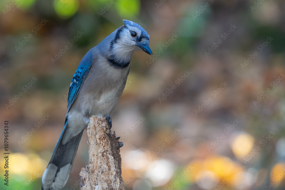 Curious Blue Jay (Cyanocitta cristata) in autumn Curious Blue Jay (Cyanocitta cristata) in autumn