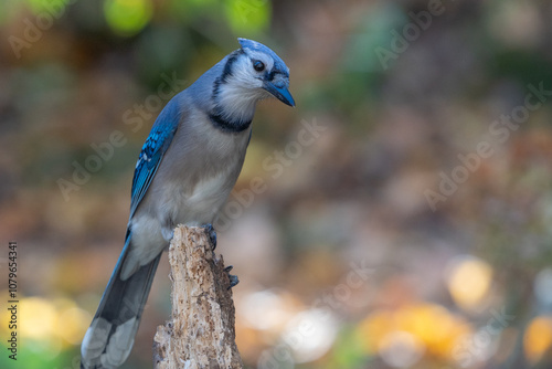 Curious Blue Jay (Cyanocitta cristata) in autumn photo