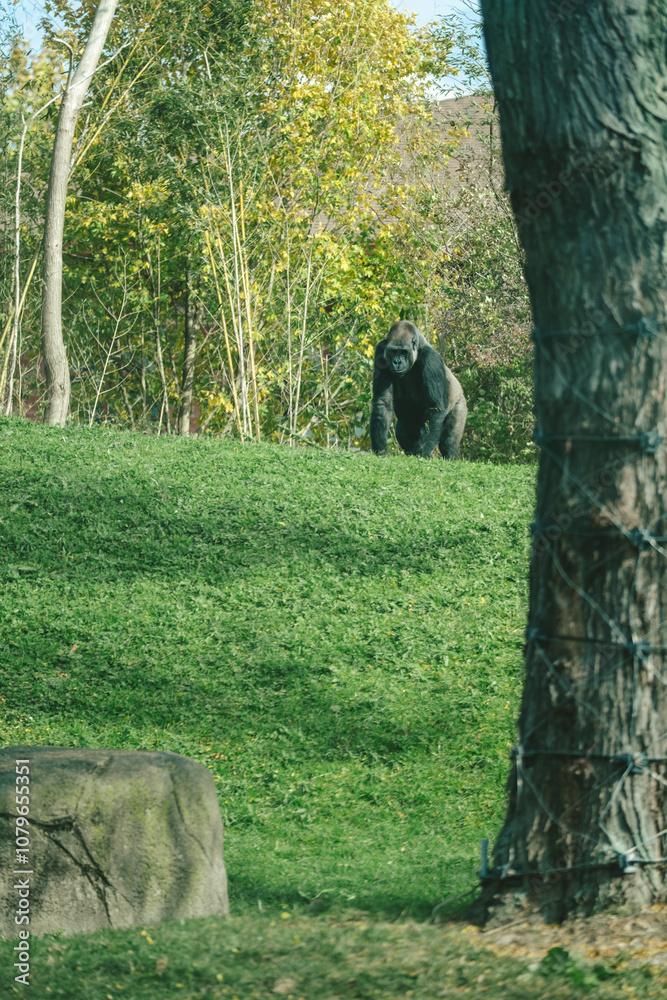 Fototapeta premium Gorilla inside the Pittsburgh Zoo in Pennsylvania USA