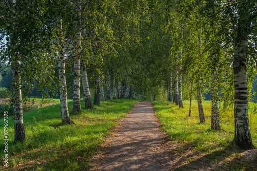 Birch alley on the shore of Gannibal Pond in the Petrovskoye Estate of the Pushkin Natural Landscape Reserve on a sunny summer day, Pushkinskie Gory, Pskov region, Russia