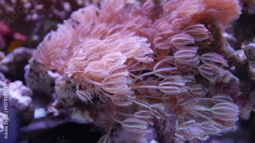 Sea Anenome in Osaka Aquarium Japan, Colorful, Tropical 4K Video