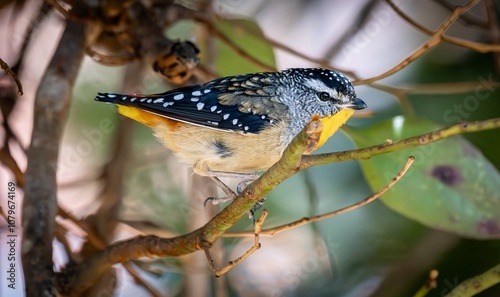 Close up image of a Spotted Pardalote (pardalotus punctatus) photo