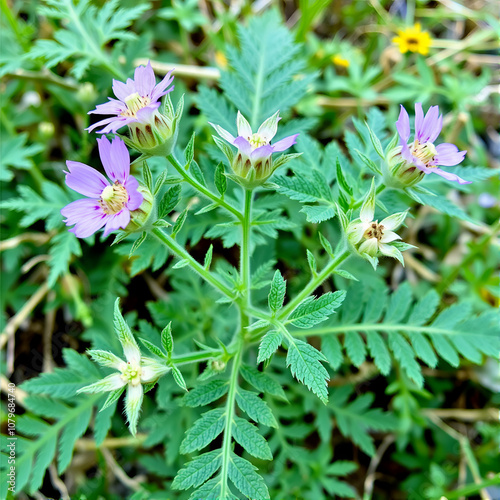 Cistus creticus is a species of shrubby plant in the family Cistaceae. photo