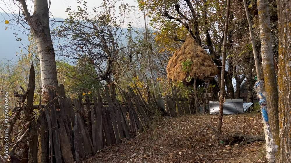 Golden Hues of Autumn in Kashmir: A Symphony of Falling Leaves, Bare Trees, and Crisp Air Clip 71 Golden Hues of Autumn in Kashmir: A Symphony of Falling Leaves, Bare Trees, and Crisp Air Clip 71