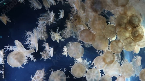 Jellyfish Swimming in Osaka Aquarium in Japan, Lightbox, Fish, Sea-life, Floating, Tourism, 4K Video Blue
