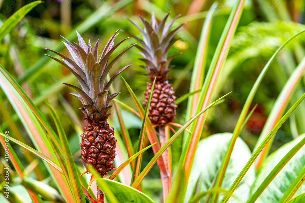 Close up of young pineapples fruit growing in a field. Close up of young pineapples fruit growing in a field.