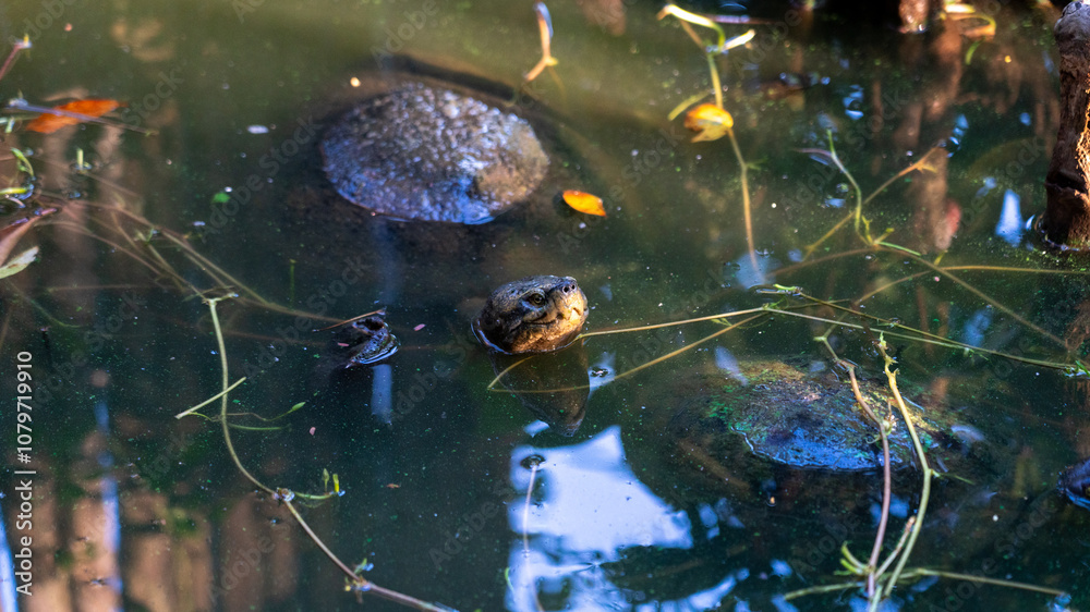 Turtles in a pond Turtles in a pond
