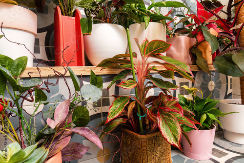 Variety of potted plants sit on a shelf with a colorful tiled background. Cleaning and washing house plants