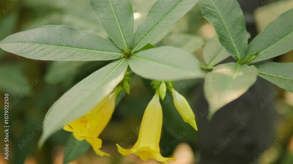 The Vivid and Vibrant Yellow Blooms Are Flourishing Beautifully Amidst Lush and Lively Green Leaves The Vivid and Vibrant Yellow Blooms Are Flourishing Beautifully Amidst Lush and Lively Green Leaves
