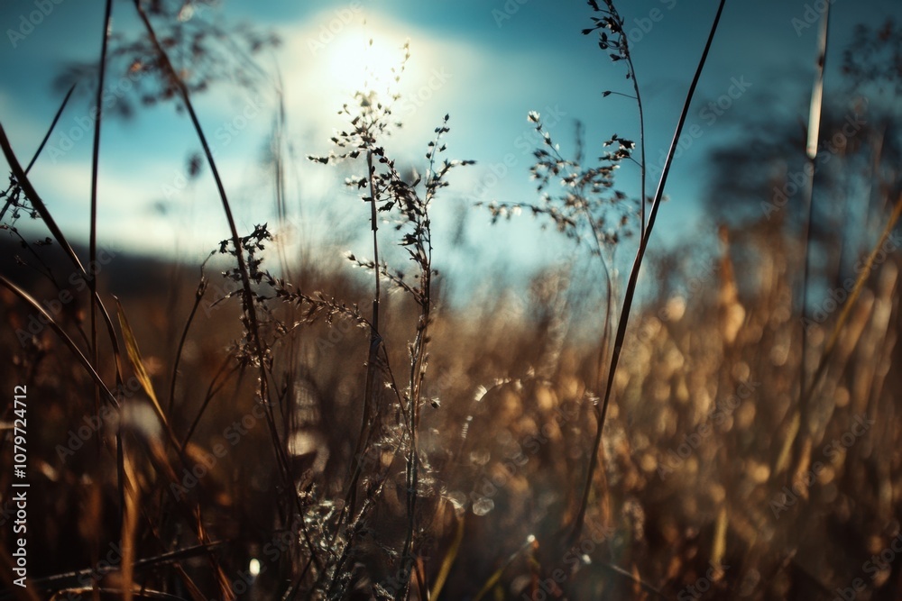 Sun shines through dry grasses in a field. Sun shines through dry grasses in a field.