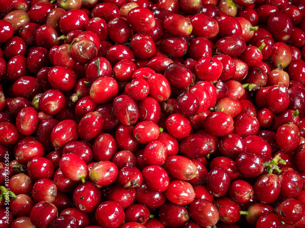 Beautiful red coffee cherries, lots of it, nature, colombian coffee in sunlight. Beautiful red coffee cherries, lots of it, nature, colombian coffee in sunlight.