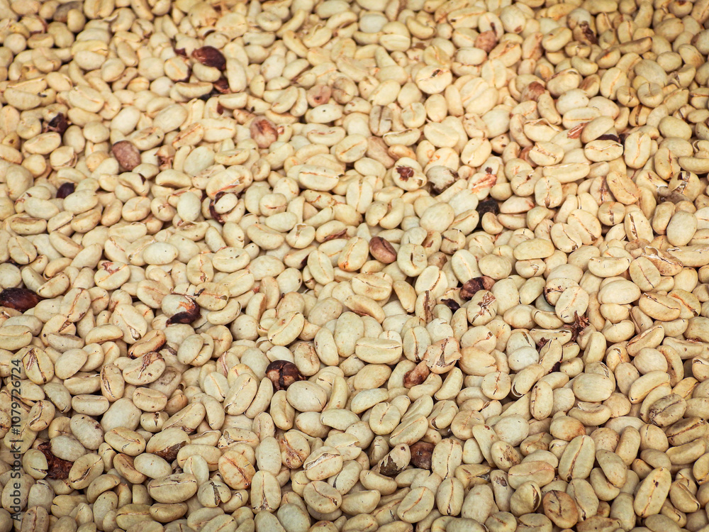 Beautiful white coffee beans (biji kopi putih, yahweh bayda), detailed, delicious in sunlight farm. Beautiful white coffee beans (biji kopi putih, yahweh bayda), detailed, delicious in sunlight farm.