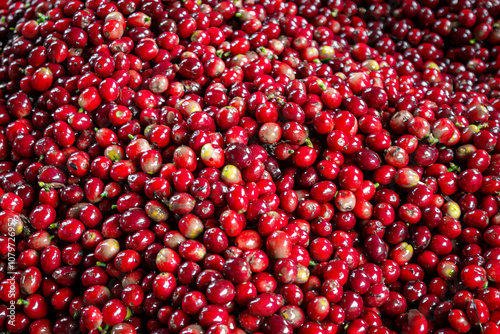 Beautiful red coffee cherries, lots of it, nature, colombian coffee in sunlight.