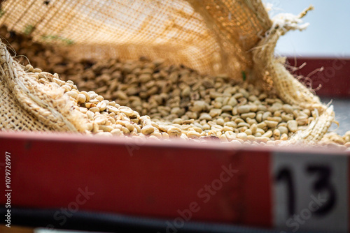 Beautiful white coffee beans (biji kopi putih, yahweh bayda), detailed, delicious in sunlight farm.
