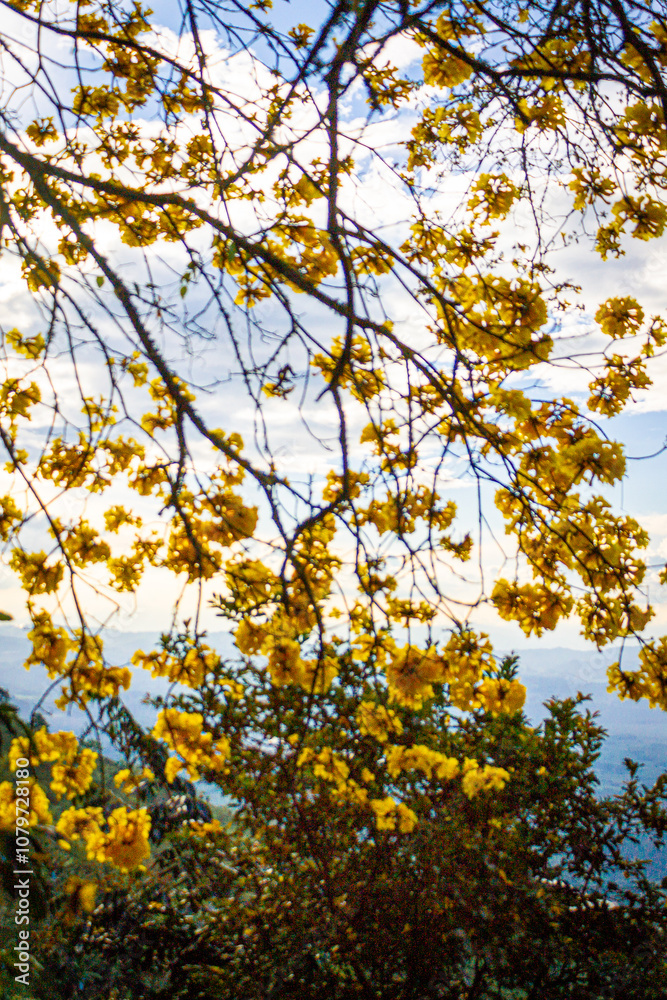 Beautiful view of Tabebuia chrysantha or Handroanthus chrysanthus yellow orangy flowers on top of an Guayacán tree, beautiful sunny sky, bright colors Beautiful view of Tabebuia chrysantha or Handroanthus chrysanthus yellow orangy flowers on top of an Guayacán tree, beautiful sunny sky, bright colors