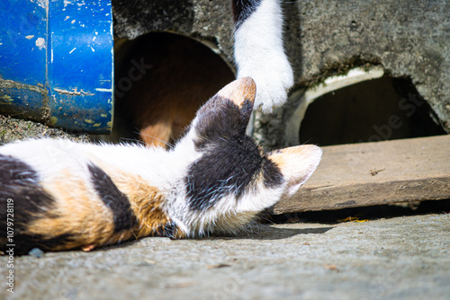 Beautiful cute little Colico tortoiseshell cat kitten