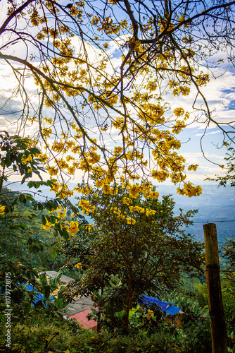 Beautiful view of Tabebuia chrysantha or Handroanthus chrysanthus yellow orangy flowers on top of an Guayacán tree, beautiful sunny sky, bright colors photo