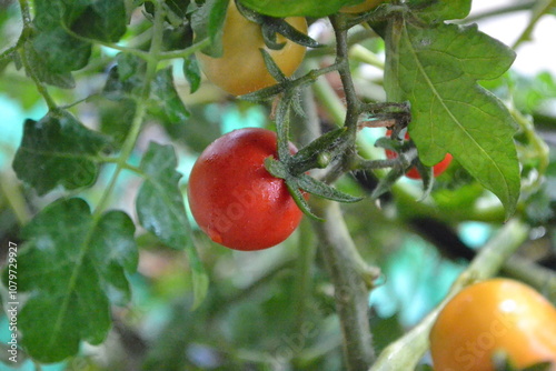 Double red cherry tomatoes on a branch