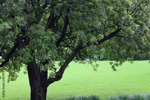 Foto leafy green tree against bright green grass of manicured lawns