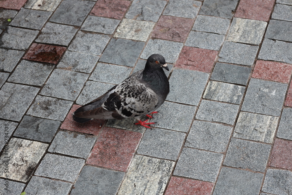 Obraz premium close-up lone black and gray (grey) pigeon on multi-colored tiles
