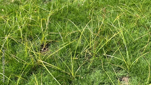 Close-up of Nut Grass (Cyperus rotundus Linn.) or Grass Blades Growing in the Lawn with Grass photo