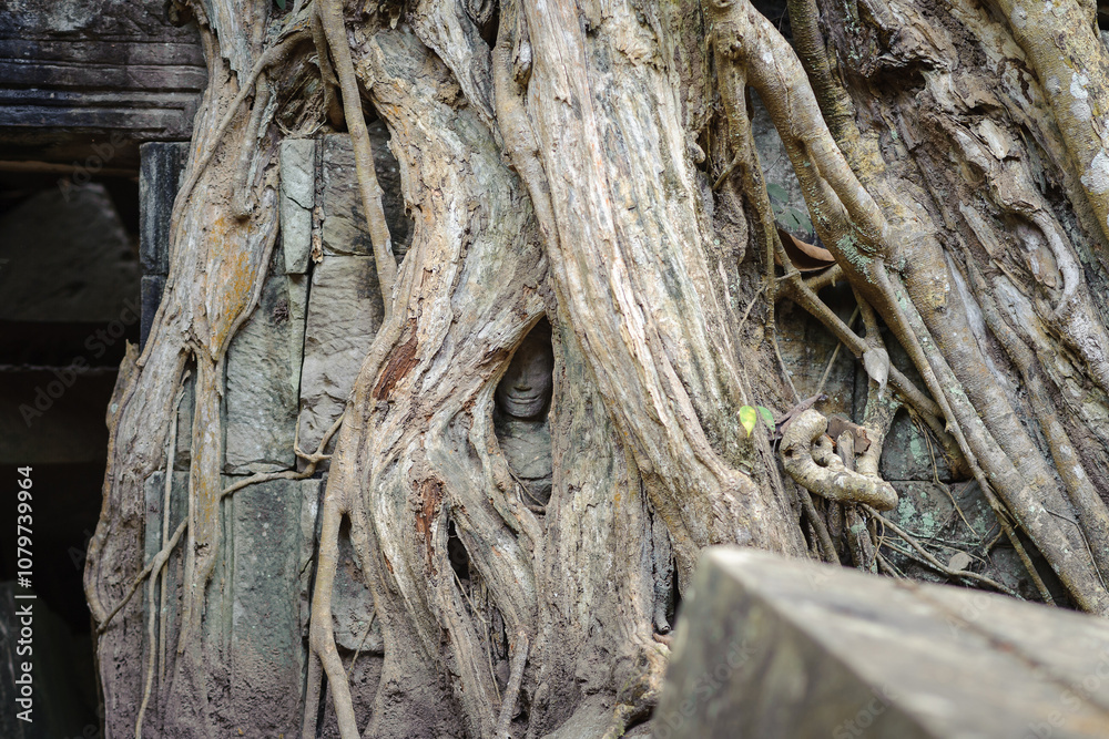head of buddha in tree root at Ta Prohm temple, Siem Reap, Cambodia.