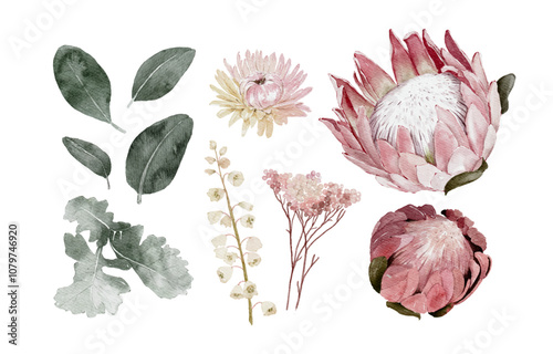 Hand drawn Watercolor Protea and Others Floral Elements Isolated on White Background