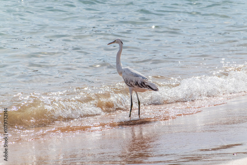 White Western Reef Heron (Egretta gularis) at Sharm el-Sheikh beach, Sinai, Egypt