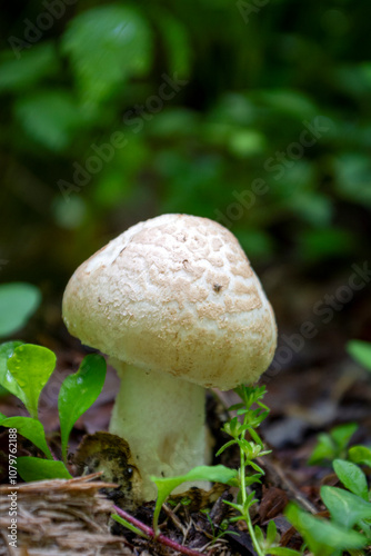 Tiny Cute White Mushroom in the Forest Alone