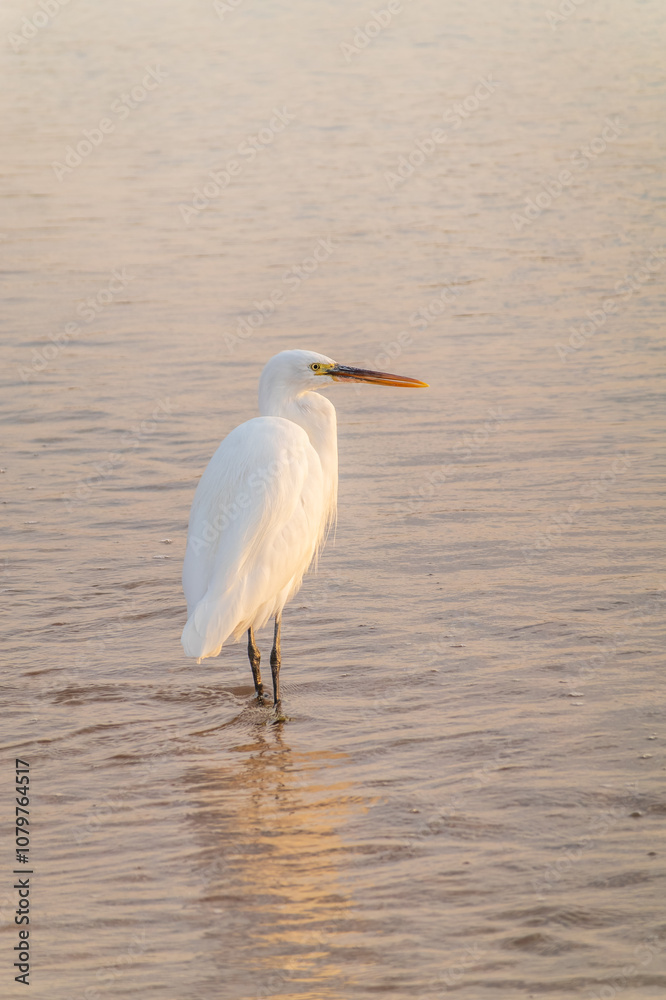 Great egret (Ardea alba), a medium-sized white heron fishing on the sea beach Great egret (Ardea alba), a medium-sized white heron fishing on the sea beach