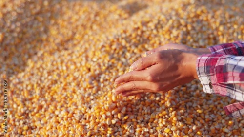 Farmer cupping maize kernels after harvest is done with sunlight. animal feed agricultural industry, agricultural technology, biofuel, slow motion. photo