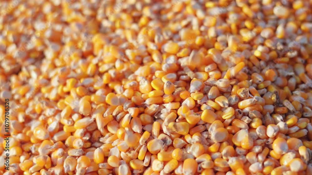 Farmer cupping maize kernels after harvest is done with sunlight. animal feed agricultural industry, agricultural technology, biofuel, slow motion. Farmer cupping maize kernels after harvest is done with sunlight. animal feed agricultural industry, agricultural technology, biofuel, slow motion.