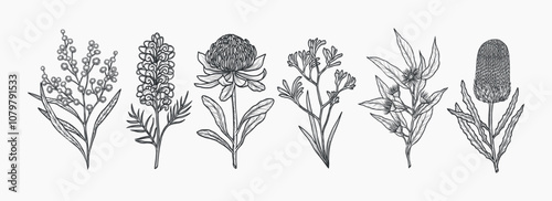 Hand drawn Australian flowers and plants collection. Sketch illustration